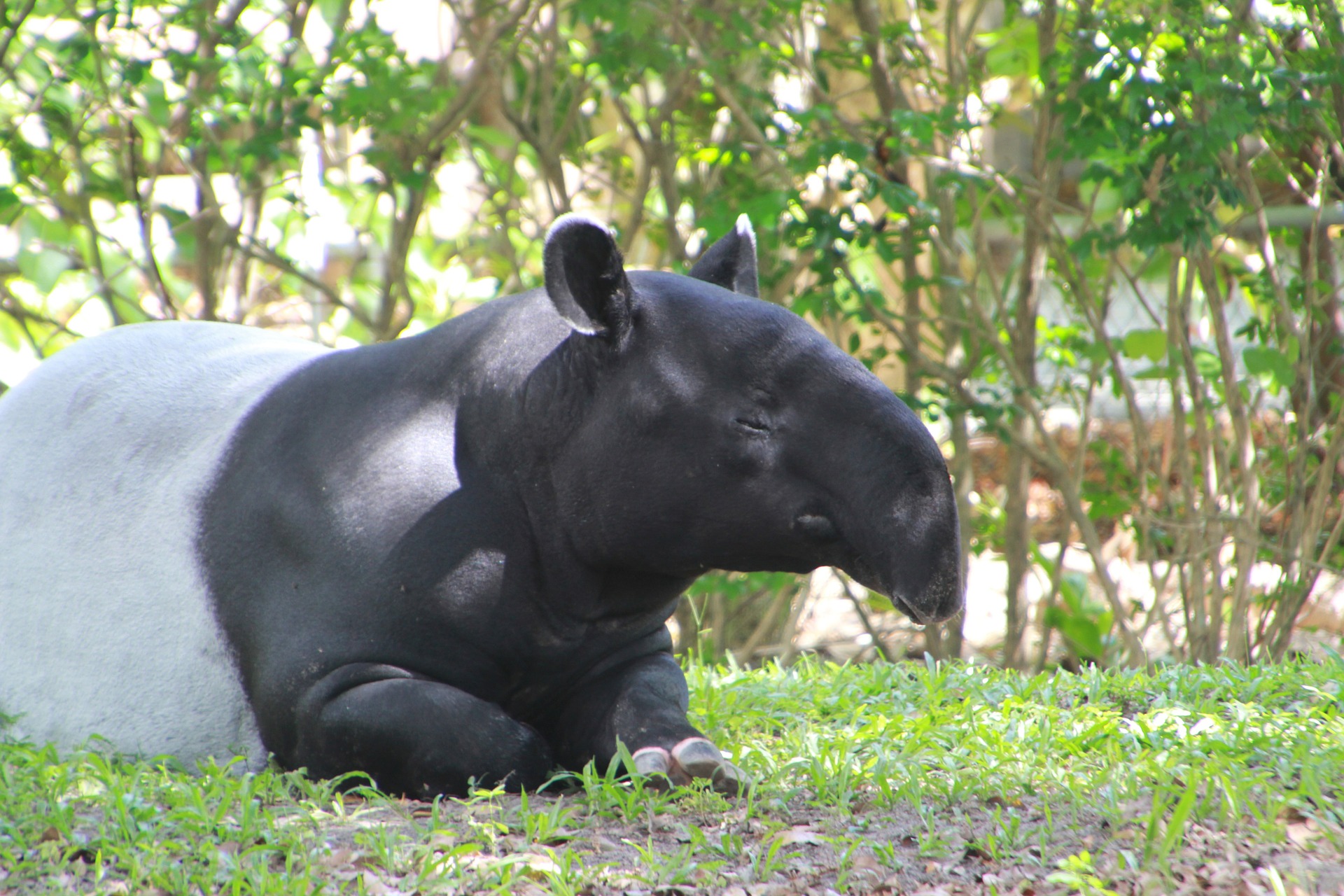 tapir-279016_1920