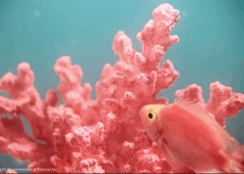 living coral